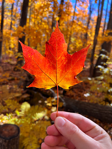 A person holding a colorful autumn fall maple leaf.