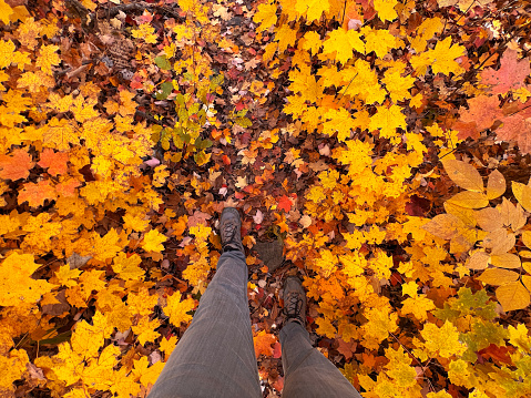 A person walking through autumn leaves.