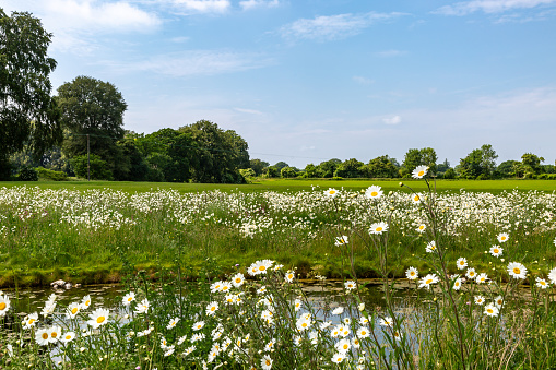 Summer meadow with Dandelions.