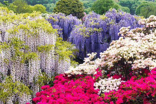 picture of flowering, different colored wisteria and azalea trees