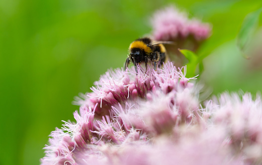 a bumblebee looking for nectar on a pink flower