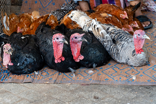 Turkeys and chickens being sold in the medina of the city of Fez, Morocco