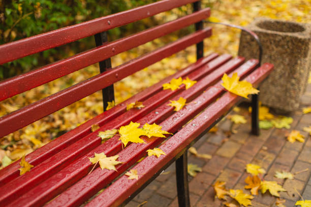 istock Autumn rain. Overcast weather. Yellow leaves 1750873326