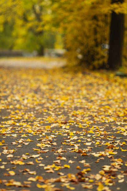 Yellow autumn leaves on asphalt