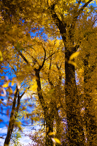 Golden Cottonwood Trees with Blue Sky Contrast - Scenic nature background image with forest of trees during peak fall autumn foliage.