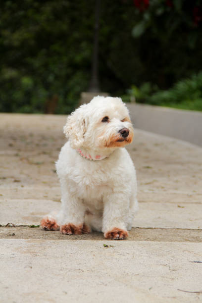 istock Dog waiting to someone 1750878510