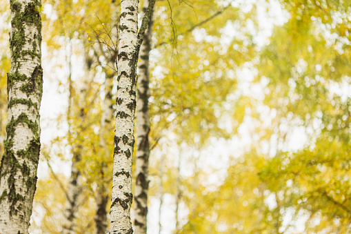 Birch tree in the city park