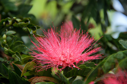 pink Calliandra haematocephala flower