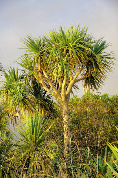istock New Zealand South Island 1750907431