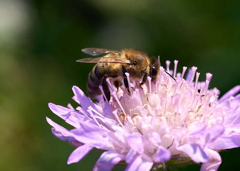 Honeybee on purple flower, green background