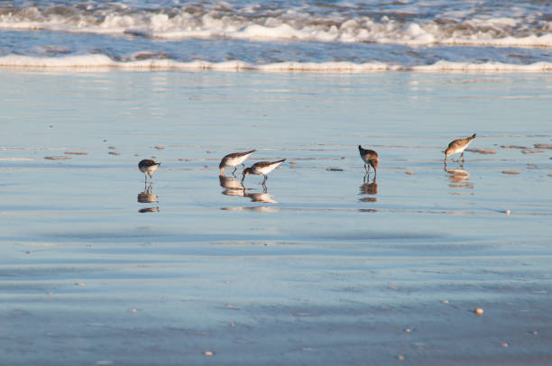 istock Small group of birds hunting on the seashore 1750922008