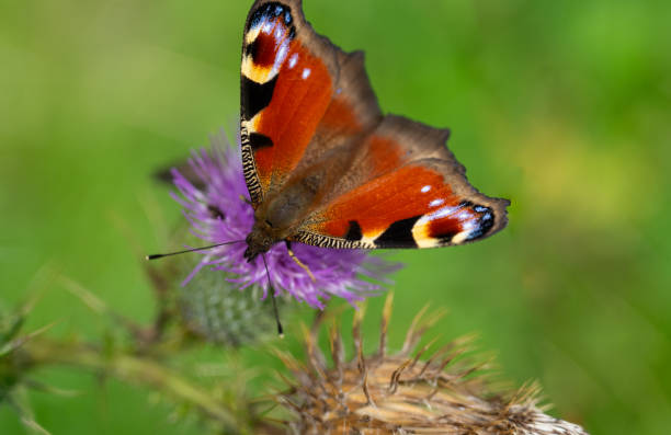 istock a tortoiseshell butterfly sitting on a knapweed flower 1750925700