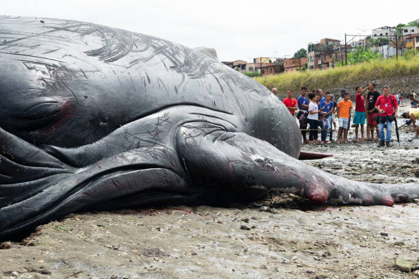 A humpback whale calf is seen dead on Coutos beach in the city of Salvador, Bahia. Salvador, Bahia, Brazil - August 30, 2019: A humpback whale calf is seen dead on Coutos beach in the city of Salvador, Bahia. fish dead animal dead body death stock pictures, royalty-free photos & images