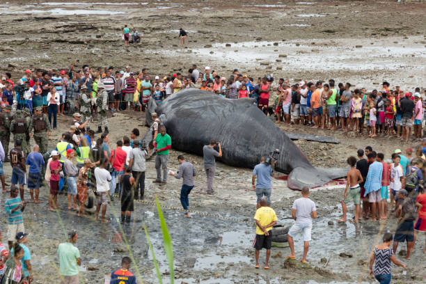 People are seen watching a dead humpback whale calf on Coutos beach in the city of Salvador, Bahia. Salvador, Bahia, Brazil - August 30, 2019: People are seen watching a dead humpback whale calf on Coutos beach in the city of Salvador, Bahia. fish dead dead body dead animal stock pictures, royalty-free photos & images