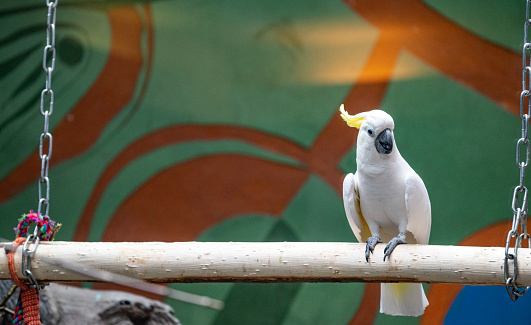 A large yellow-crested cockatoo in the aviary of the Moscow Zoo