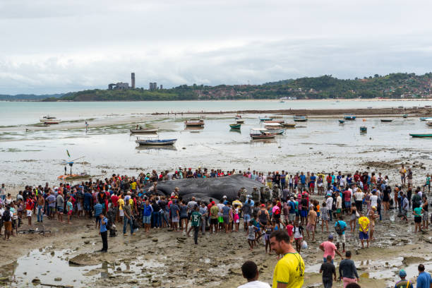 People are seen watching a dead humpback whale calf on Coutos beach in the city of Salvador, Bahia. Salvador, Bahia, Brazil - August 30, 2019: People are seen watching a dead humpback whale calf on Coutos beach in the city of Salvador, Bahia. fish dead animal dead body death stock pictures, royalty-free photos & images