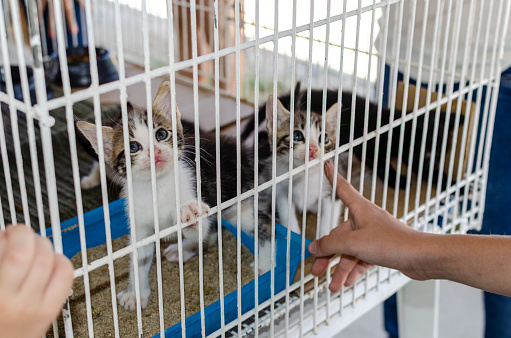 Salvador, Bahia, Brazil - November 11, 2014: Cats are seen in an iron cage waiting for someone to adopt them in the city of Salvador, Bahia.
