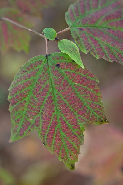 istock Maple-leaf viburnum turning color in fall 1750948815