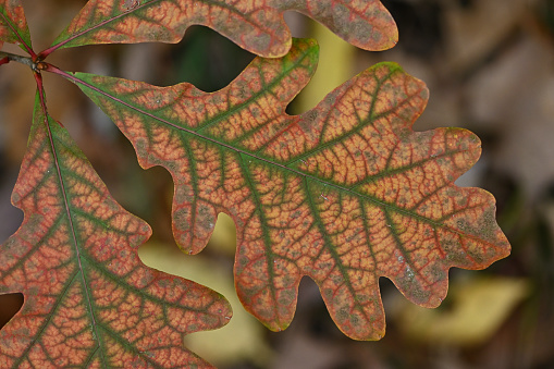 Leaves of a white oak sapling (Quercus alba) turning color in the fall. Taken in Connecticut, where this is the state tree.