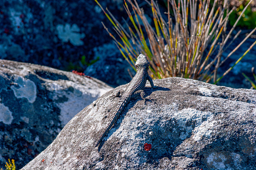 A female Southern Agama Atra lizard. It is enjoying the sunshine on Table Mountain National Park