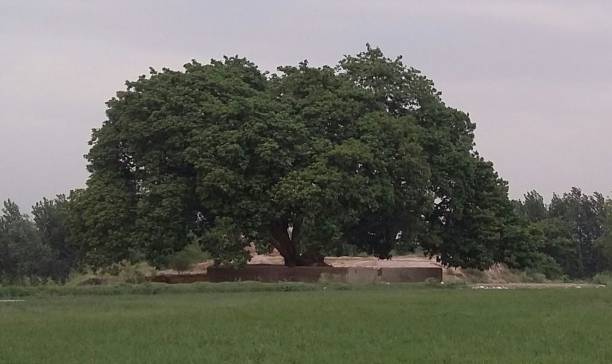 Mosque under the tree at Village Darmangi