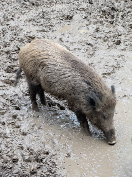 istock wild boar in the wild 1750986852