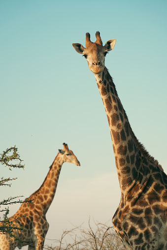 A tower of giraffes in nature, game reserve, South Africa