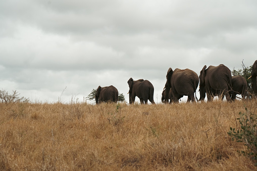 African Elephants, South Africa, Game Reserve