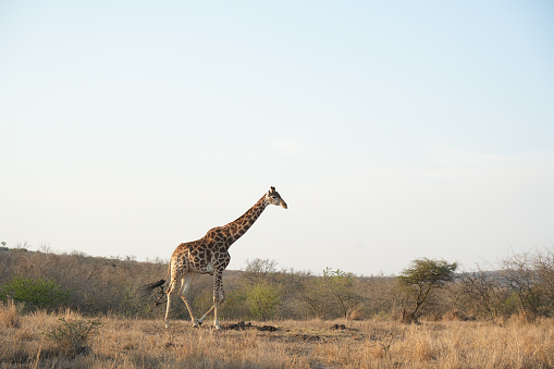 South Africa Game Reserve