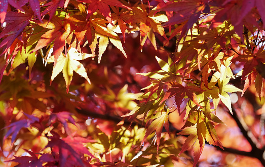 Close-up of red colored fallen maple leaves