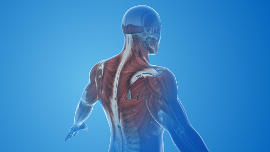 The trapezius muscle, often simply referred to as the 