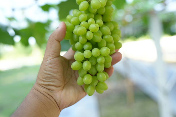 istock Human hands handle grapes to check their quality before being sold. 1751081131