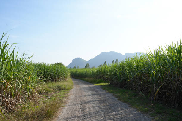 istock Sugar cane fields can be used as food and fuel. 1751082229
