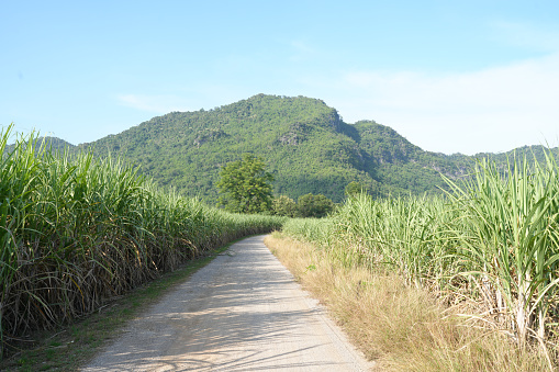 Sugar cane fields can be used as food and fuel.