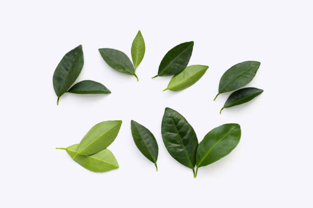istock Citrus leaves on a white background. 1751094420