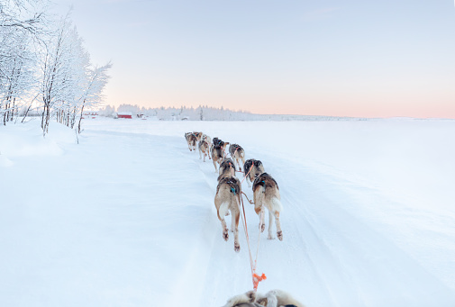 Huskey dogs sledge safari ride at sunset in winter wonderland, Levi, Lapland, Finland