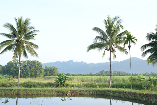 Coconut trees and mountains in nature