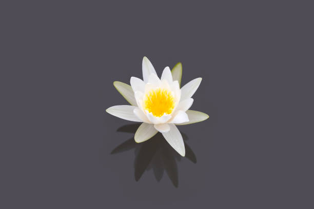 blossoming lotus flowes in pond