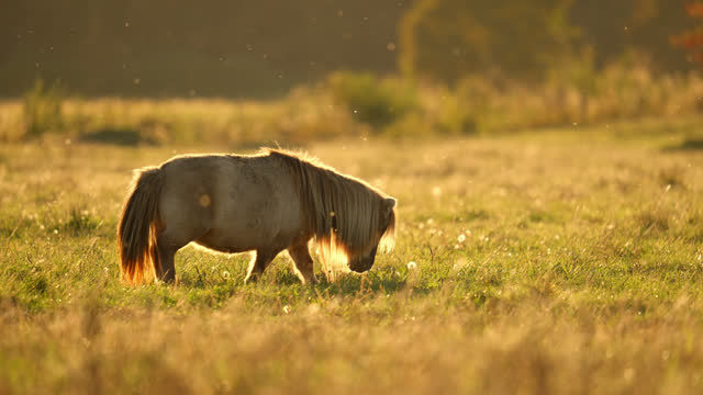 SLO MO Pony Walking on Grassy Meadow with Insects Flying in the Air at Sunset