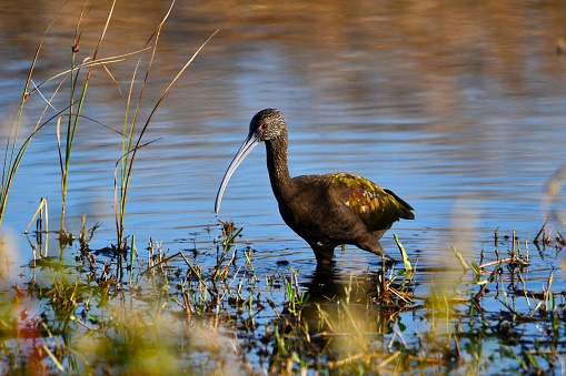Deep blue Swamphen foraging on the ground