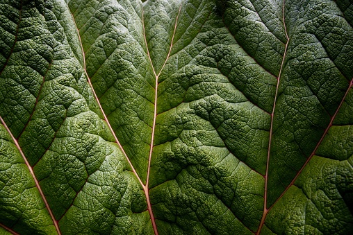 A close-up photo of a large green leaf