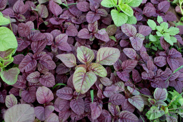 istock Amaranth plant in the garden 1751138972