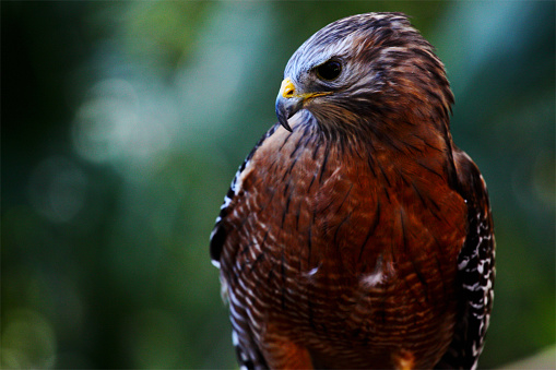 A photo of a Red Shouldered Hawk