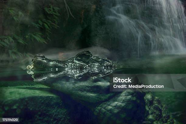 Crocodilo No Rio - Fotografias de stock e mais imagens de Crocodilo - Crocodilo, Água, Camuflagem - Conceito