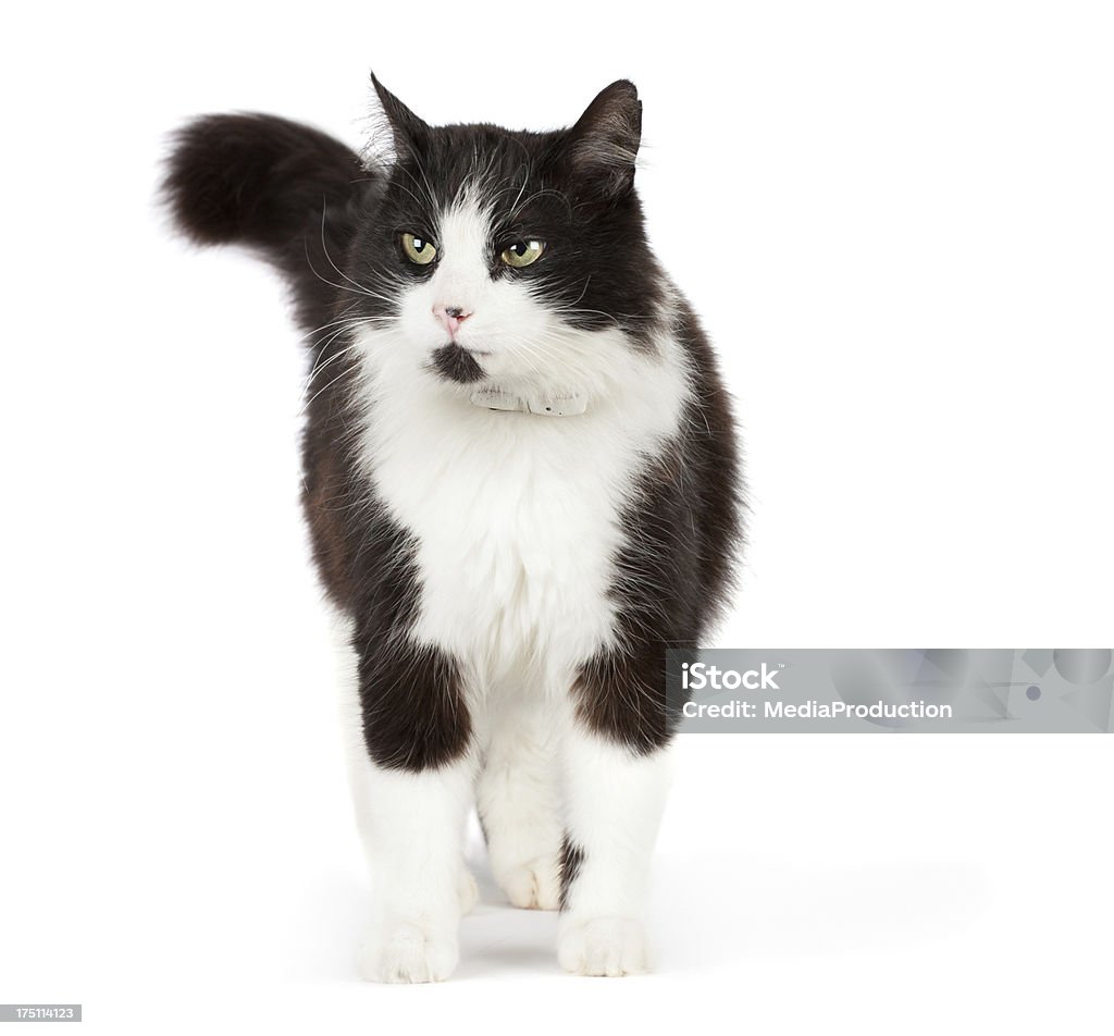 Gatto bianco e nero - Foto stock royalty-free di Gatto domestico
