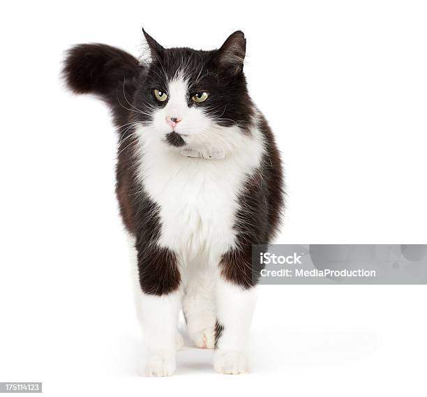 Gatto Bianco E Nero - Fotografie stock e altre immagini di Gatto domestico - Gatto domestico, Bianco e nero, Bianco