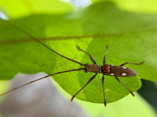 istock Macro shot of Batocera rubus 1751147564