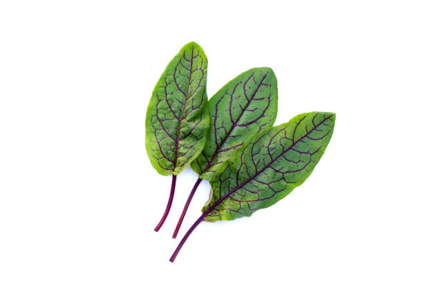 istock Red-veined sorrel on white background. 1751149565