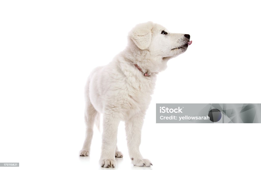 Maremma cucciolo Leccare - Foto stock royalty-free di Animale