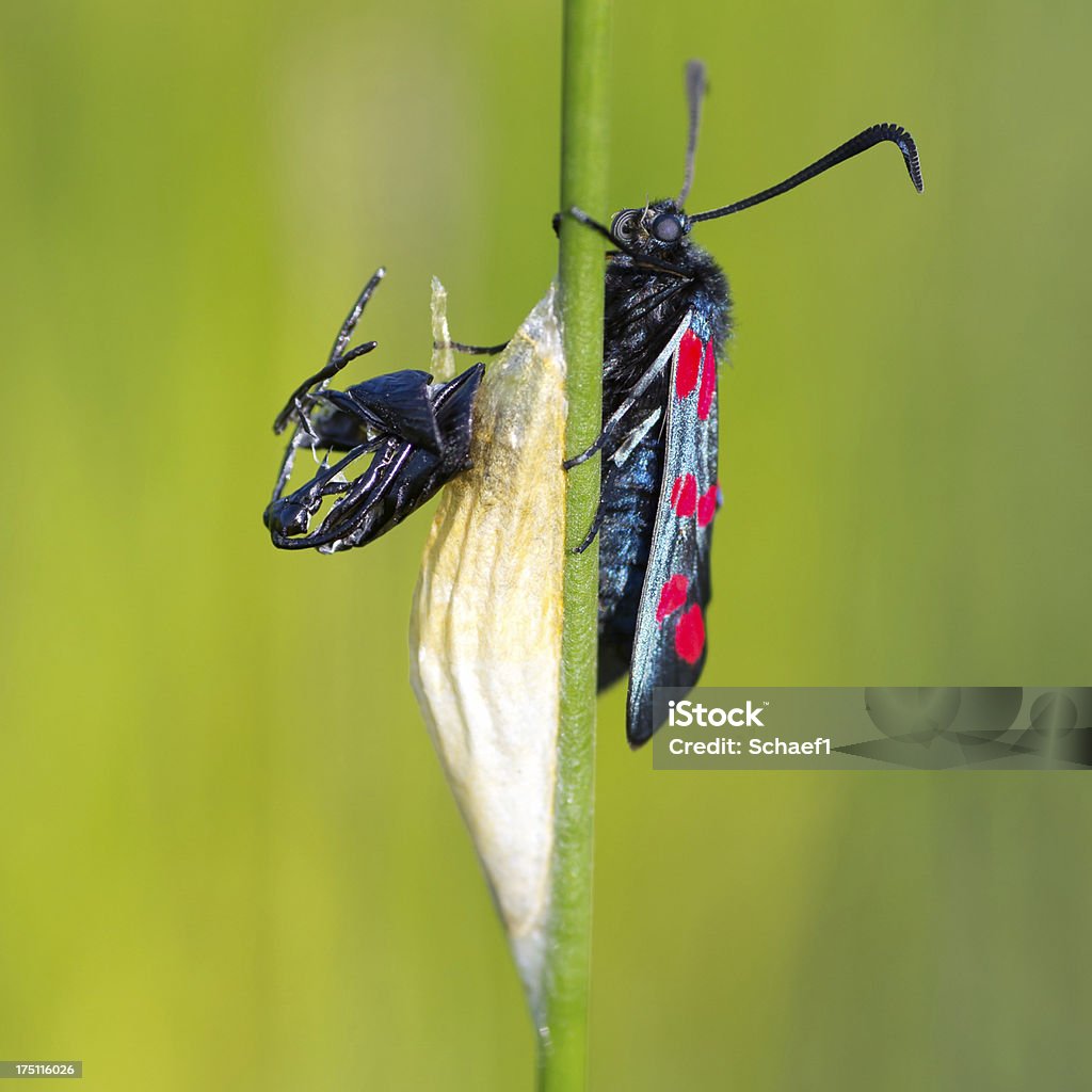 Seis-spot burnet - Foto de stock de Aire libre libre de derechos